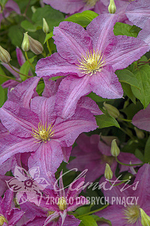 Клематис гибридный Данута